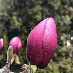 Close-up of pink rose flower bud