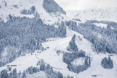 Aerial view of snow covered land and trees