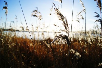 Close-up of grass growing on field