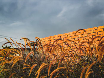 Plants growing on field against sky