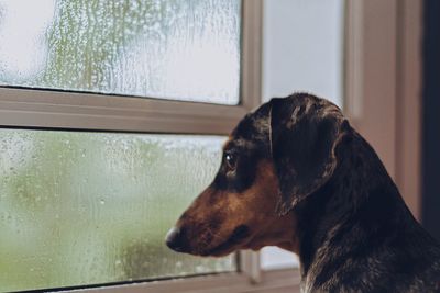 Dauchshund