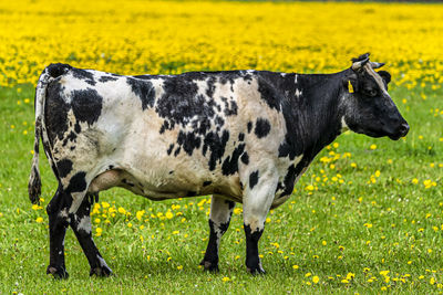 Cow standing in a field