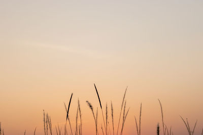 Close-up of stalks against clear sky during sunset