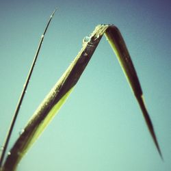 Low angle view of plants against blue sky