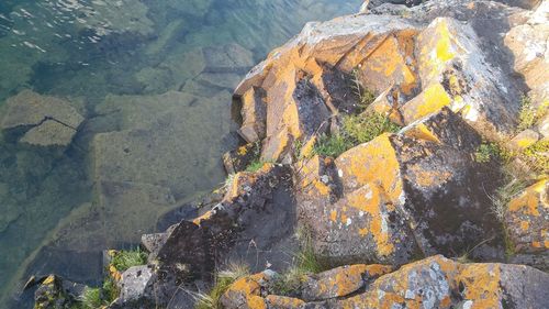 Close-up of lichen on rock