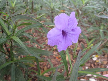 Close-up of pink flower