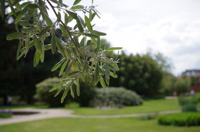 Close-up of fresh green plant against sky