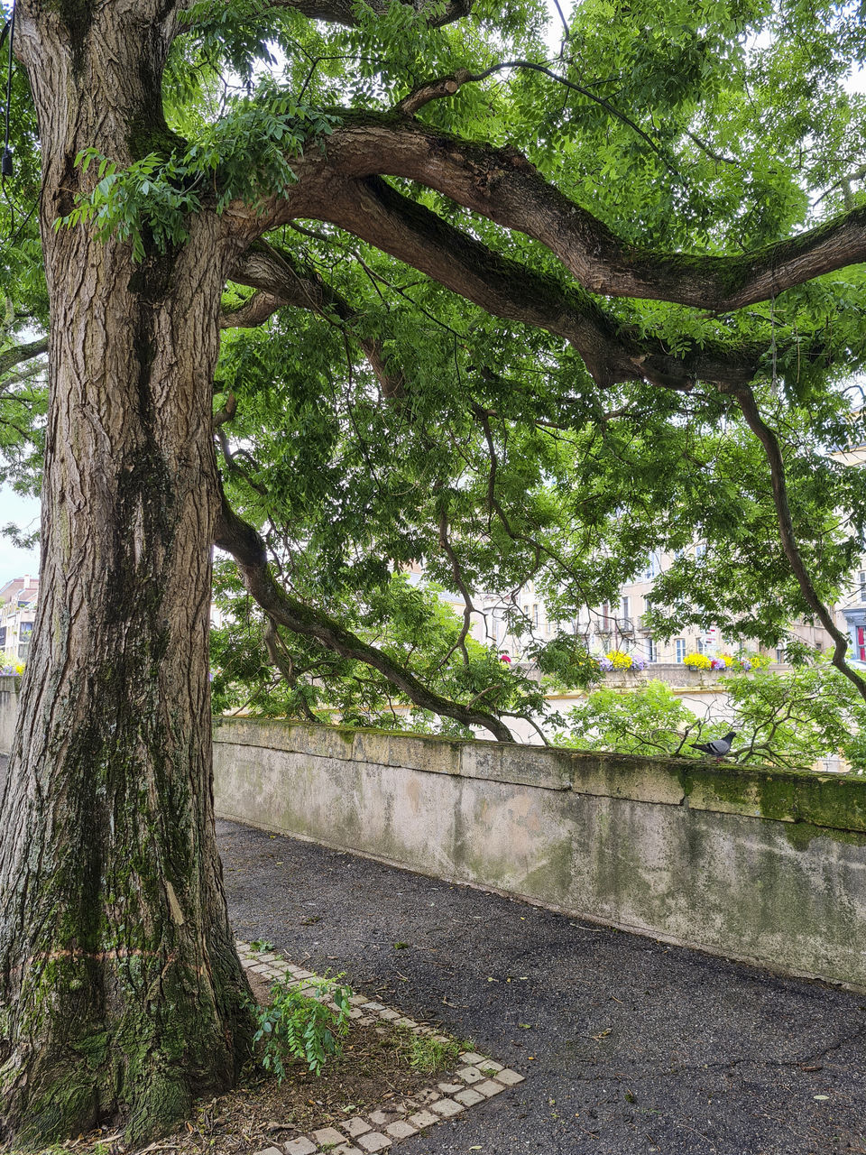 VIEW OF TREES IN PARK