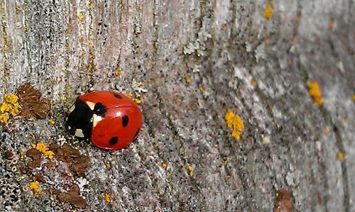 Close-up of red wall