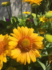 Close-up of yellow flowers blooming outdoors