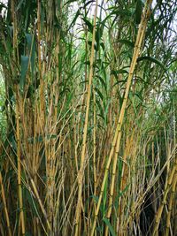 Close-up of bamboo plants in forest