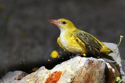 Close-up of bird perching on rock