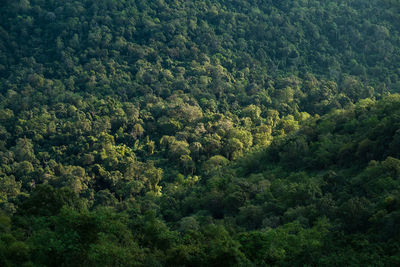 High angle view of trees in forest