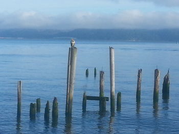 Wooden posts in sea against sky