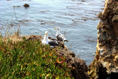 Ocean seagulls 