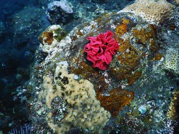 High angle view of pink rose on sea shore