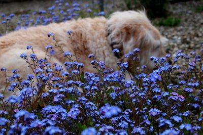 View of a dog on field