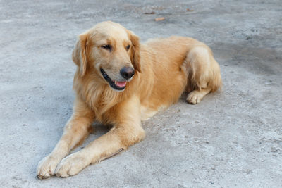 Portrait of golden retriever sitting on floor