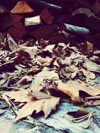 Leaves on ground