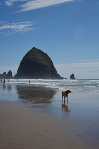 Dog on beach against sky