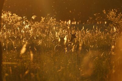 Full frame shot of crops on field