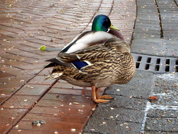 High angle view of bird perching on cobblestone