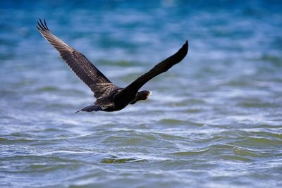 Close-up of seagull flying over water