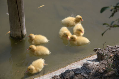 Many ducklings in the lake