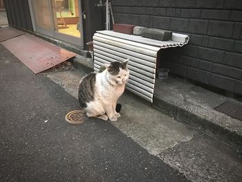 High angle view of a cat on footpath