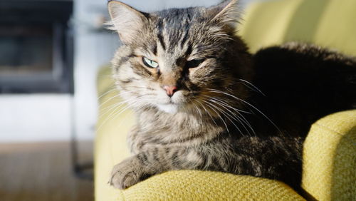 Close-up portrait of a cat