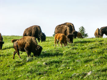 Low angle view of america bison grazing on field at custer state park