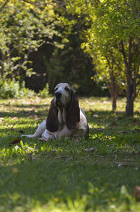 Dog relaxing on field