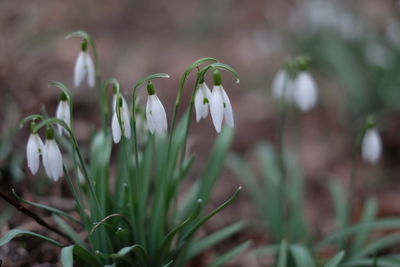 Close-up of white flowers blooming in field