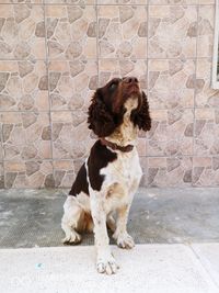 Dog looking away while sitting against wall