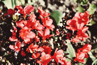 Close-up of red flowering plants