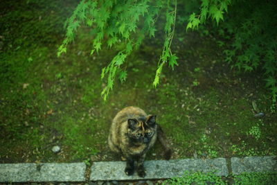 A tortoiseshell cat sitting in japanese garden at fresh green season