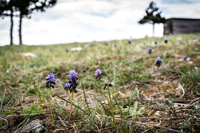 Close-up of flowers growing in field