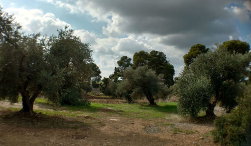 Trees on field against sky