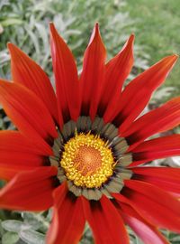 Close-up of red flower