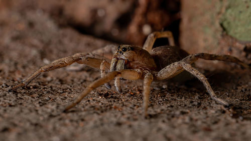 Close-up of spider on field