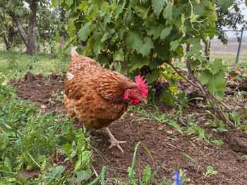chicken