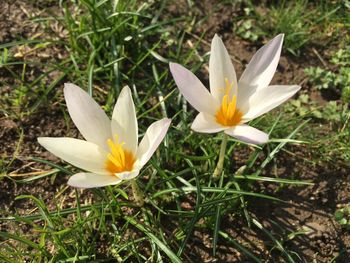 Close-up of white crocus flower on field