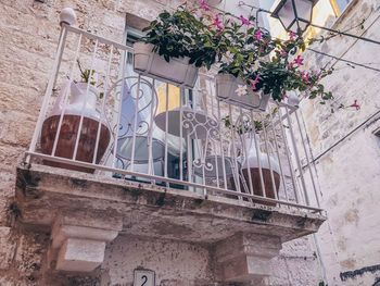 Low angle view of potted plants on wall of building