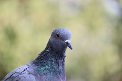 Close-up of pigeon
