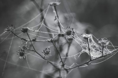 Close-up of cob web on plant