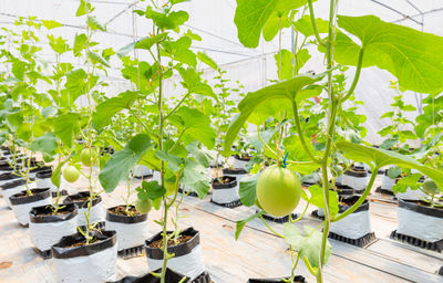 Plants growing on potted plant against trees