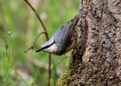 Nuthatch at tree