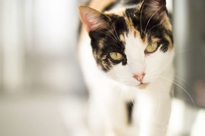 Close-up portrait of a cat