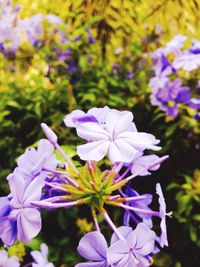 Close-up of pink flowers in park