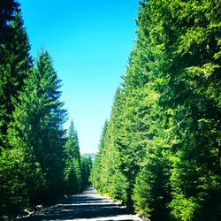 Narrow walkway along trees